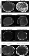 Figure 3—figure supplement 3.