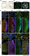 Figure 2—figure supplement 1.