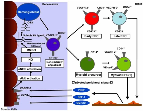 Fig. (1). Mobilization, recruitment, and differentiation of human, bone marrow-derived angiogenic progenitor cells.