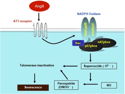 Fig. (3). Potential mechanisms of Ang II-induced EPCs senescence.