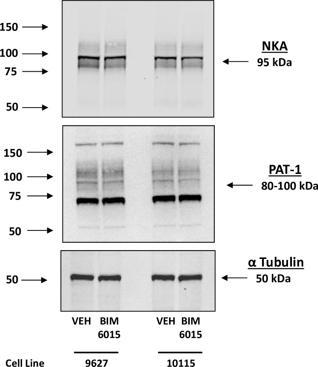 Fig 12