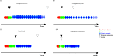 Schematic representation of the different modes of segmentation in four arthropod species.