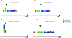 Schematic representation of the different modes of segment generation in four insect species.