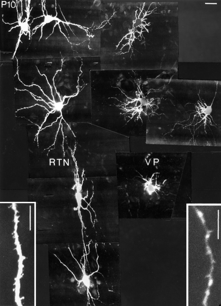 Fig. 11.