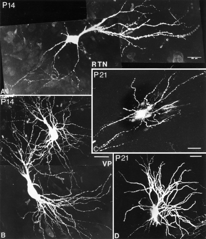 Fig. 12.