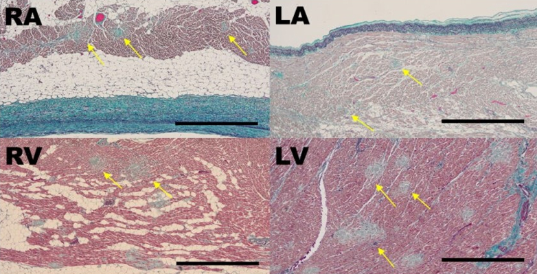 Figure 4