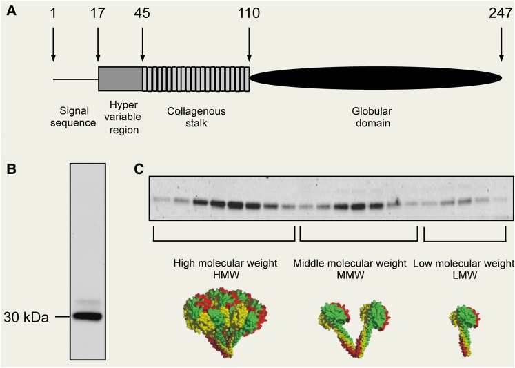 Figure 3