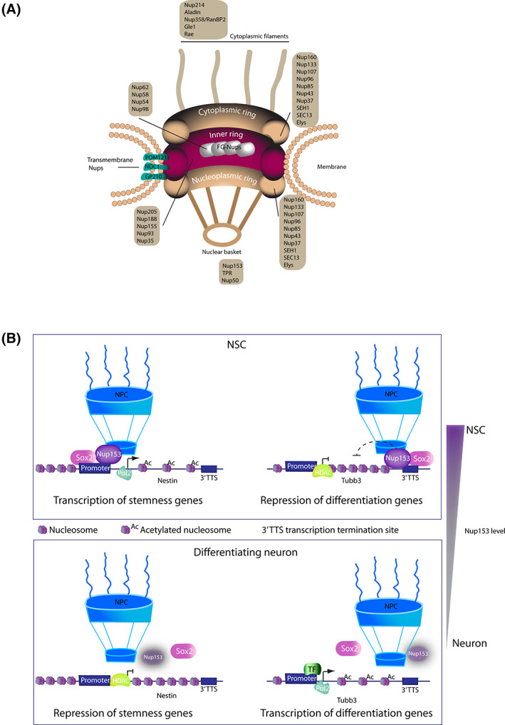 Epigenetic Regulation Of Neural Stem Cells: The Emerging Role Of 