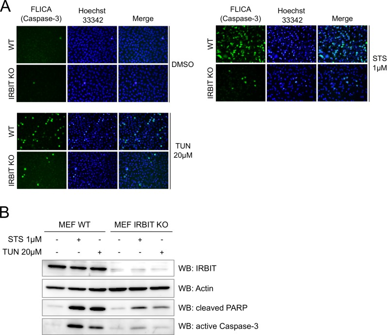 Figure 4—figure supplement 1.