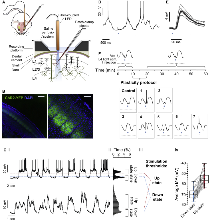 Figure 1