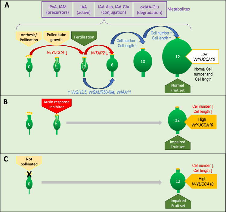 Fig. 6