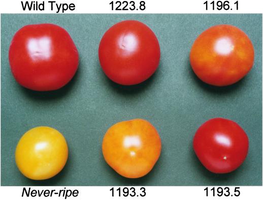 Figure 5