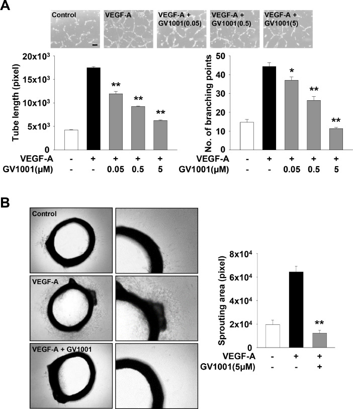 Fig 5