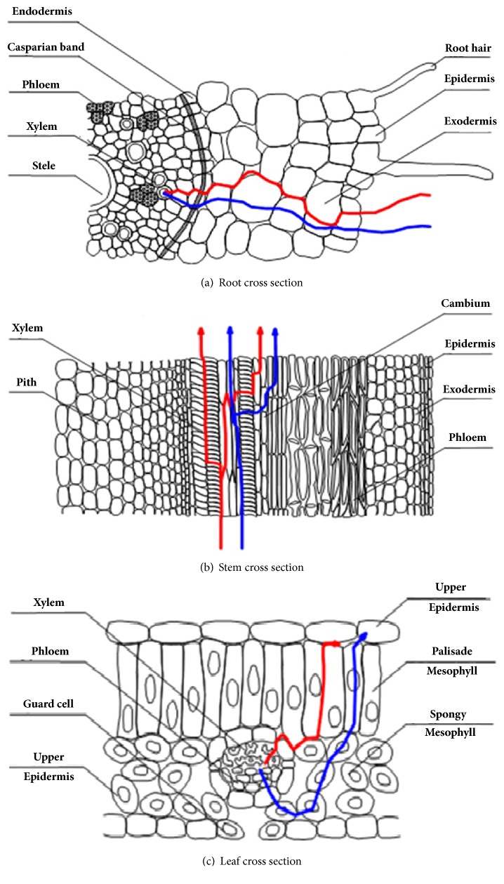 Figure 5