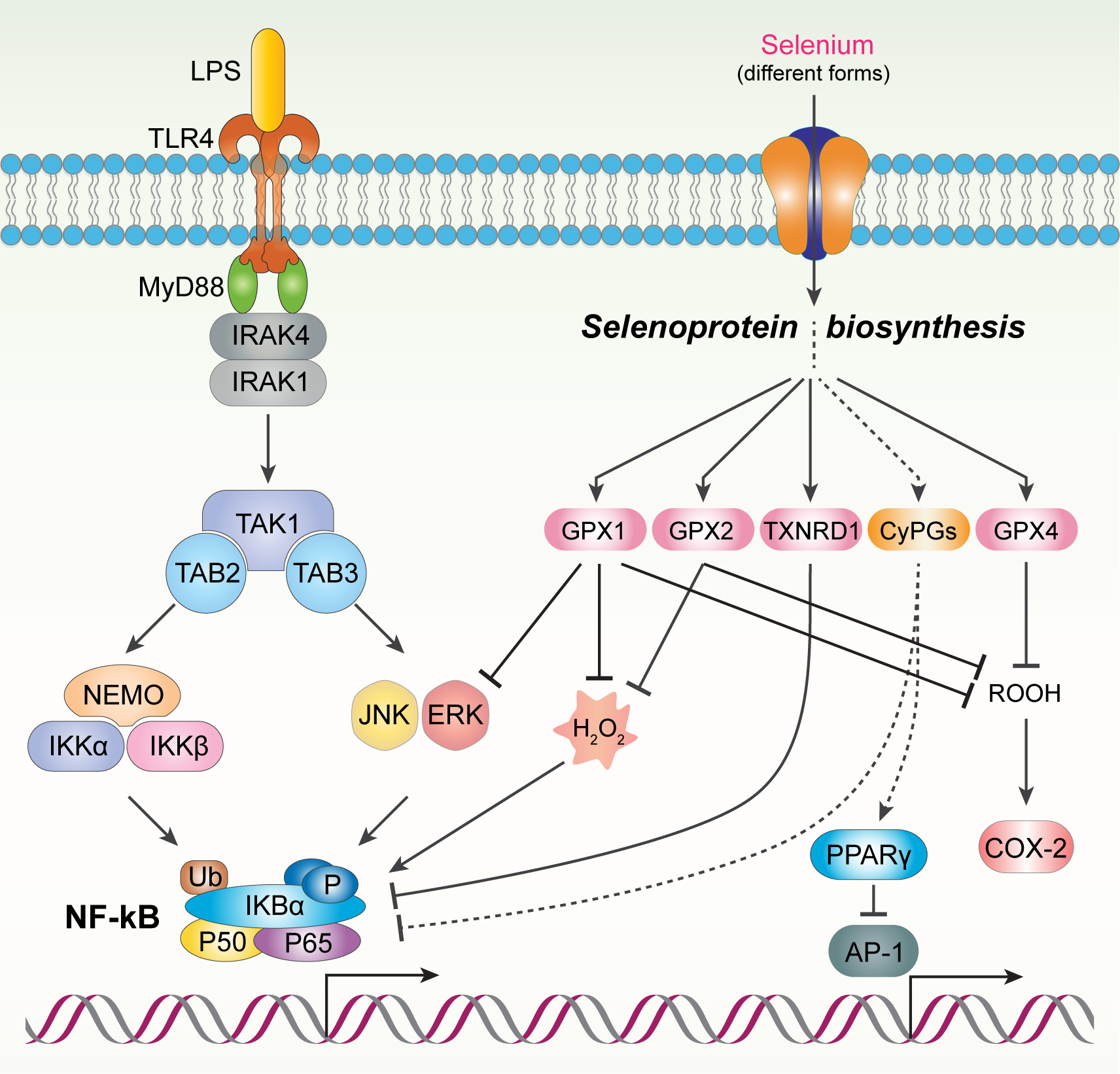 Figure 3.