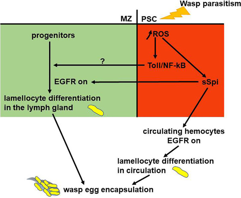 Figure 4