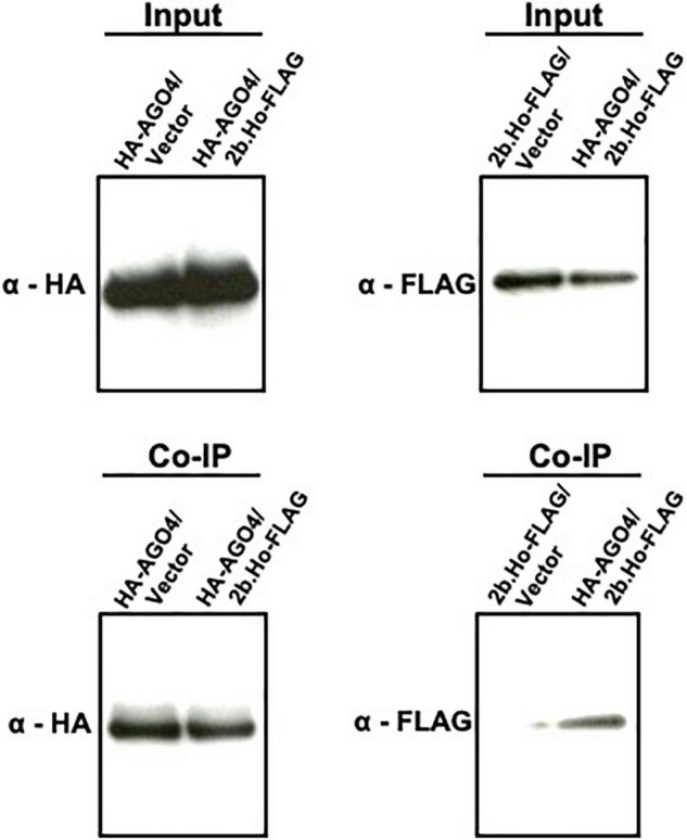 FIGURE 11