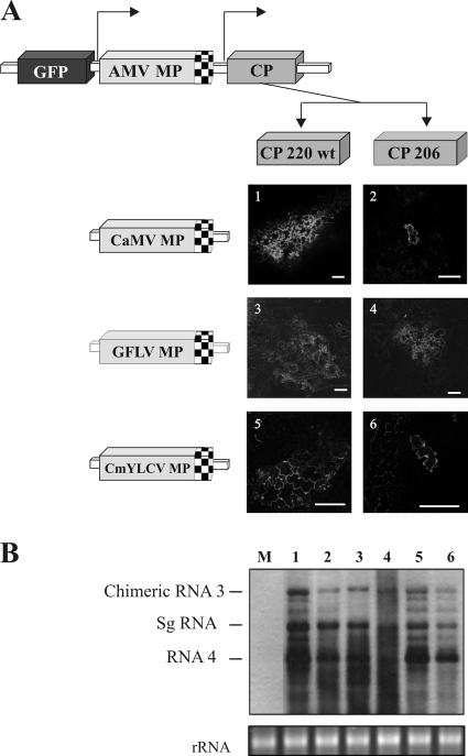 FIG. 2.