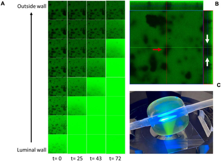 FIGURE 3