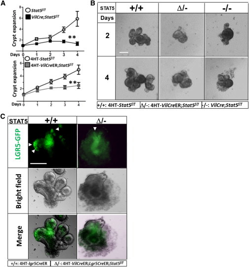 Figure 3