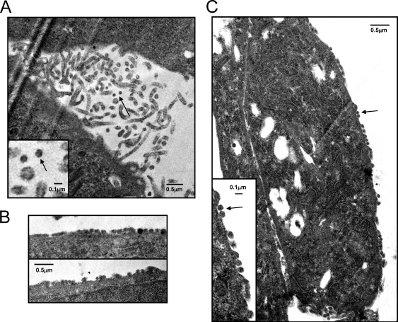 Fig. 8.