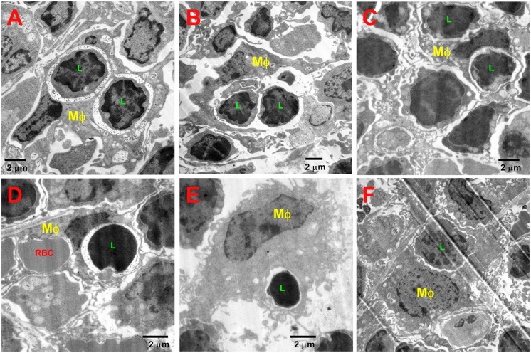 Fig 10