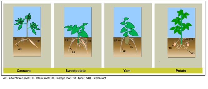 FIGURE 1