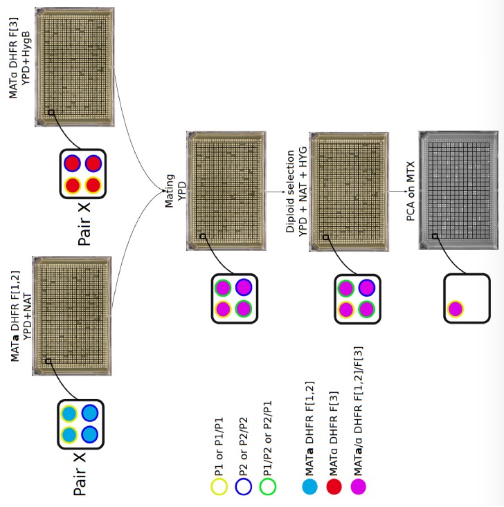 Figure 2—figure supplement 7.