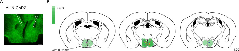 Figure 1—figure supplement 1.