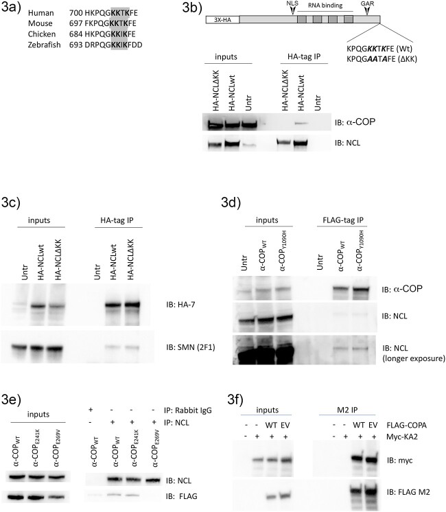 COPI coatomer subunit α-COP interacts with the RNA binding protein ...