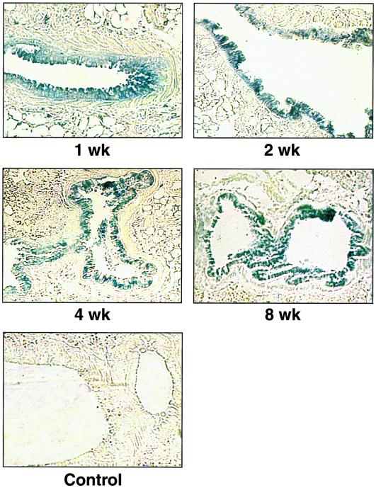 FIG. 6