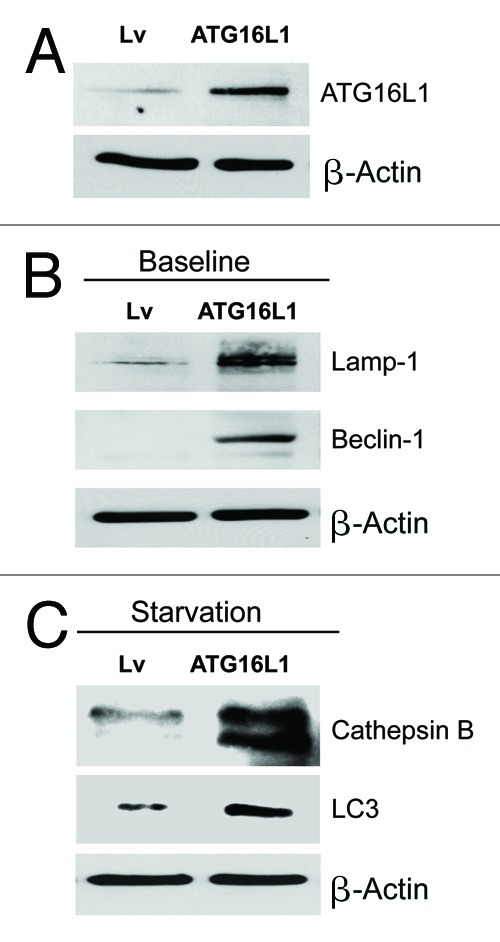 Figure 6. 