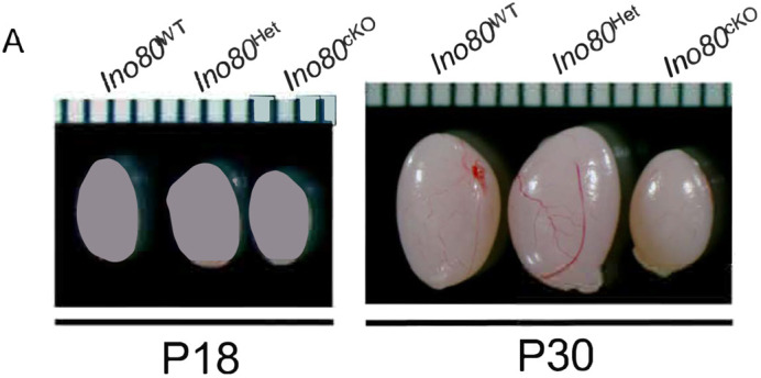 Fig. S2 (original panel A).