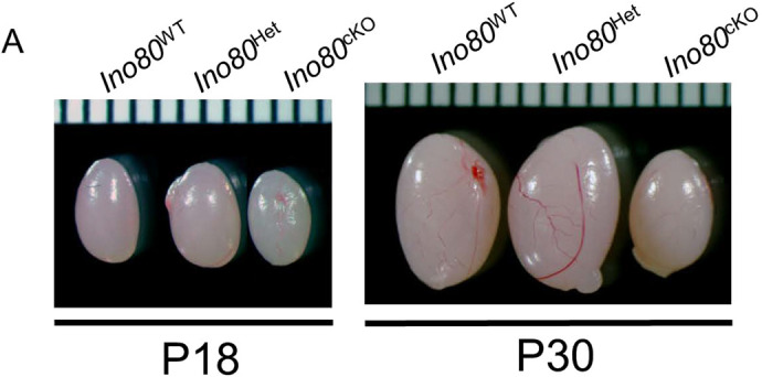 Fig. S2 (corrected panel A).