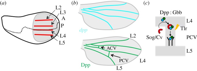 Figure 2.