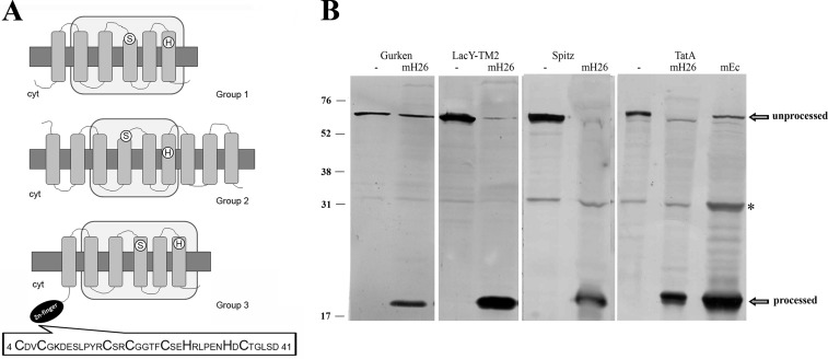 FIGURE 1.