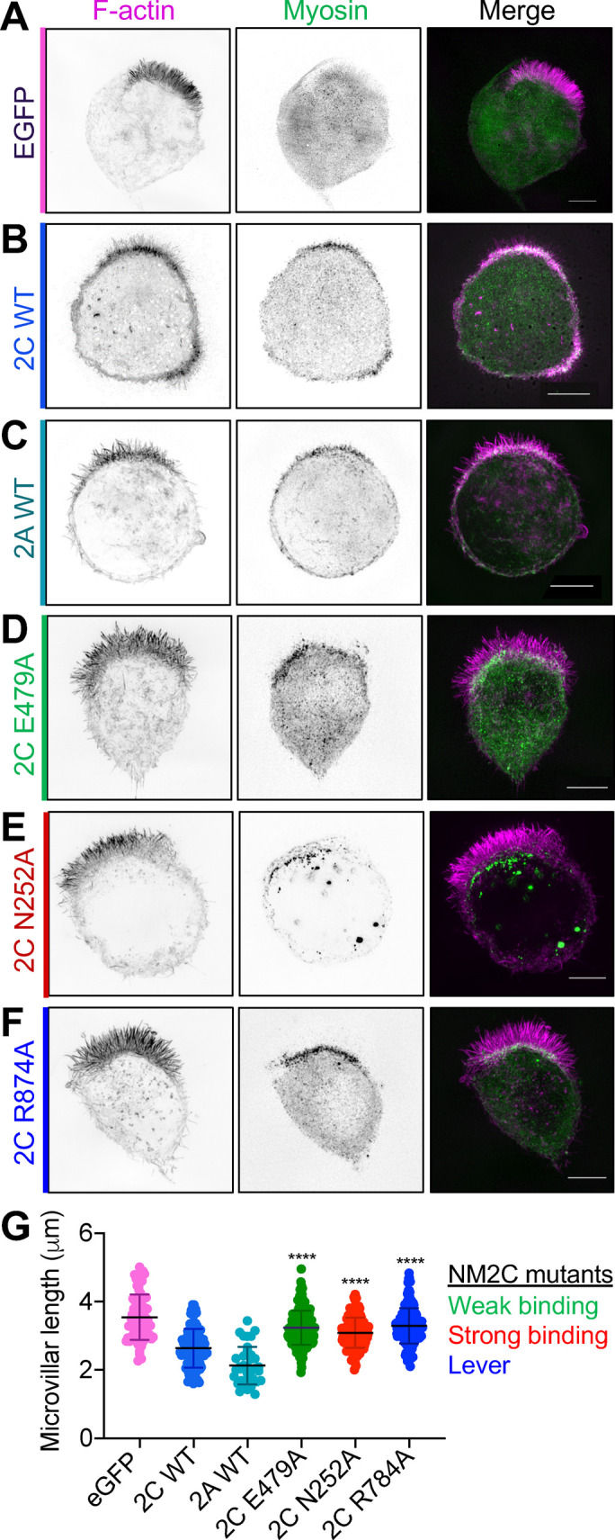 FIGURE 5: