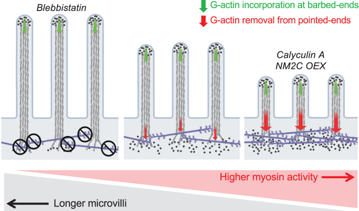 FIGURE 6: