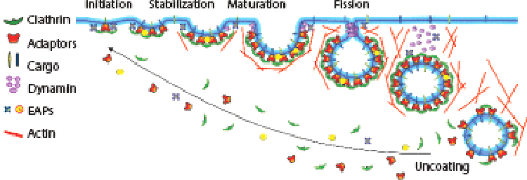 graphic file with name nihms-1005633-t0005.jpg