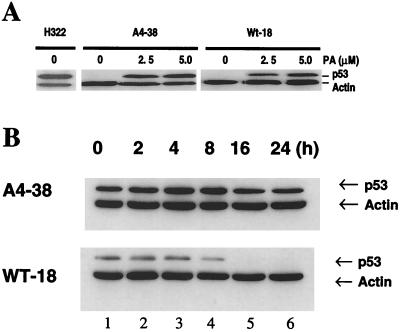 FIG. 7