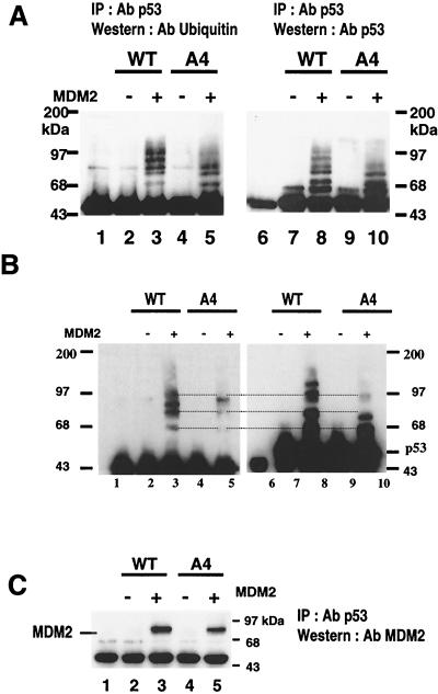 FIG. 4