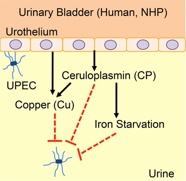 FIG 12