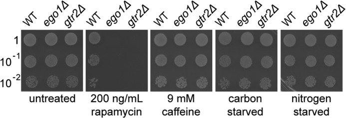 FIGURE 1.