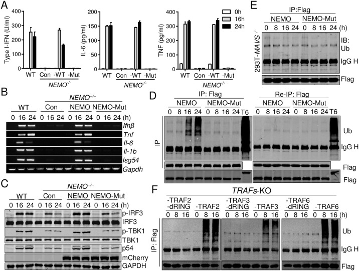 Fig 6