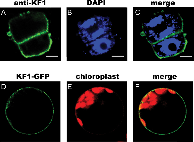 Fig. 9.