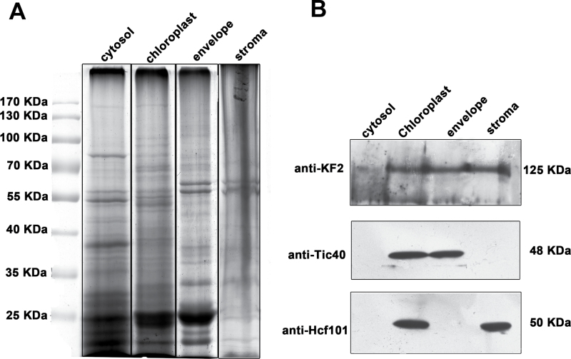 Fig. 11.