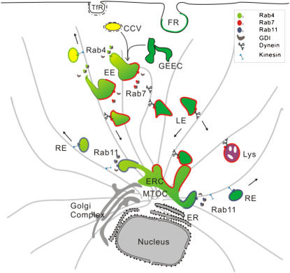 FIGURE 10