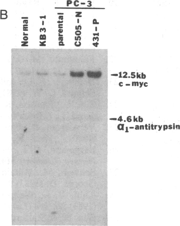 graphic file with name pnas00297-0281-a.jpg