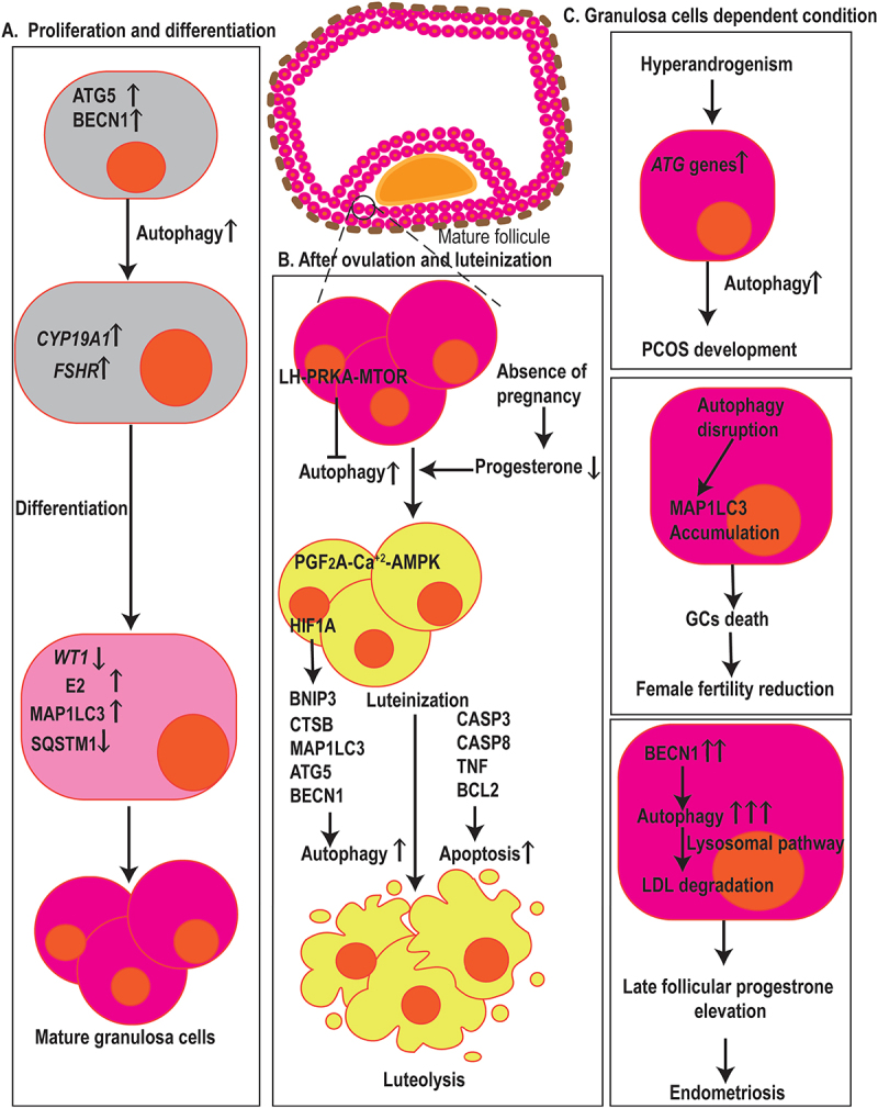 Figure 5.