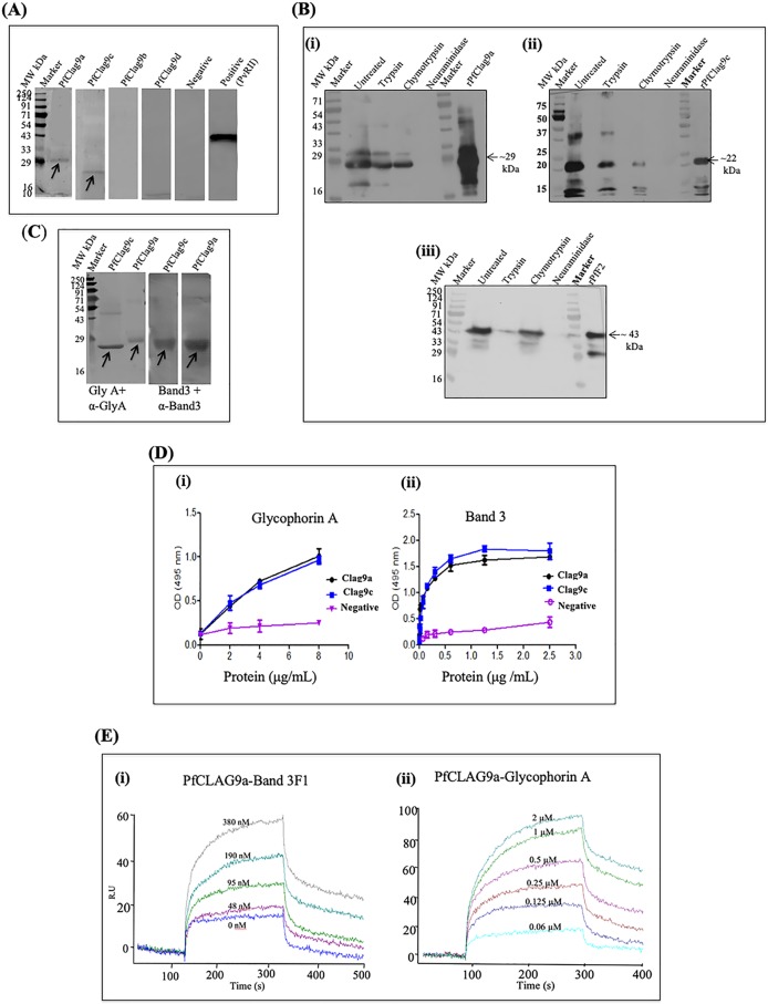 FIG 3